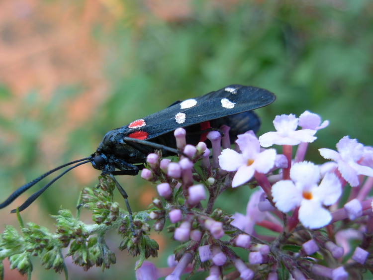 Zygaena ephialtes